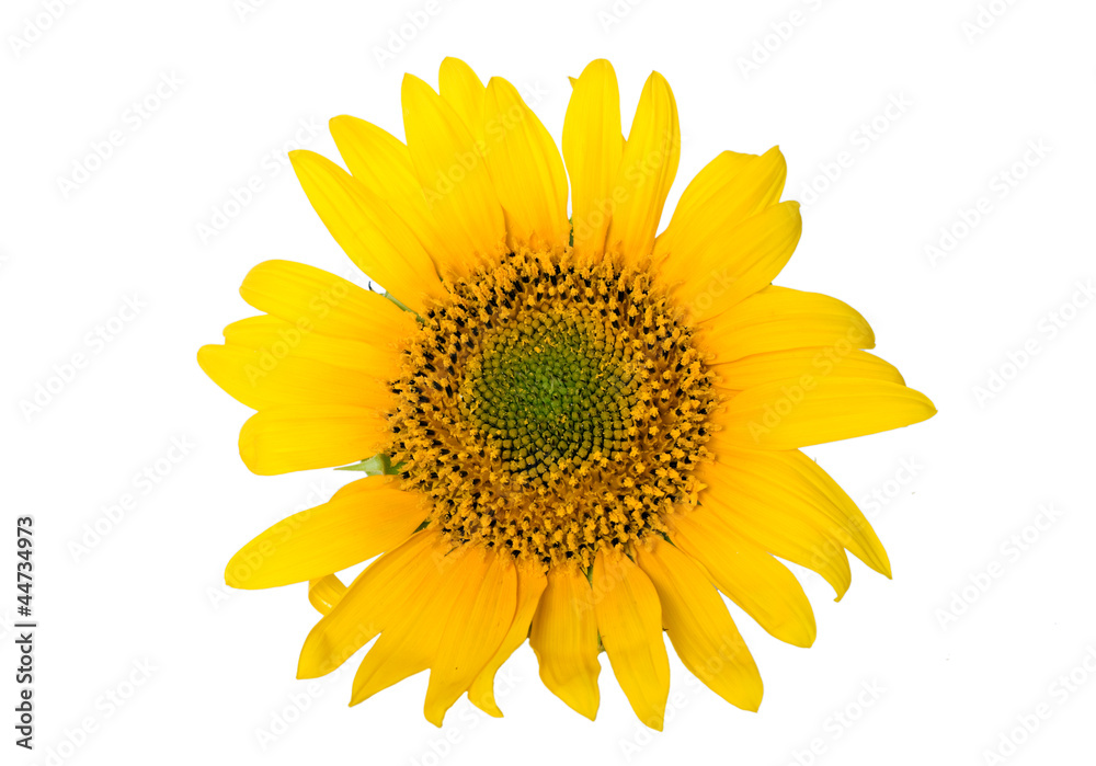 Fototapeta premium Sunflower