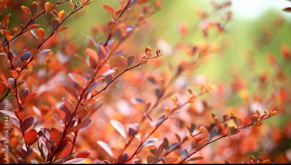 Beautiful brown leaves and bright sun over blurred background Beautiful brown leaves and bright sun over blurred background