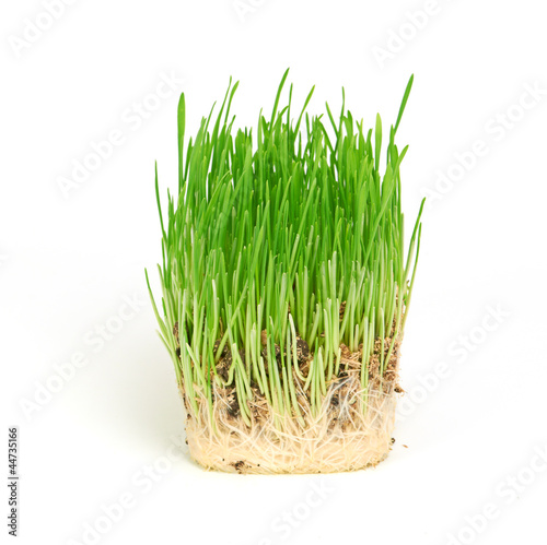 Green grass showing roots