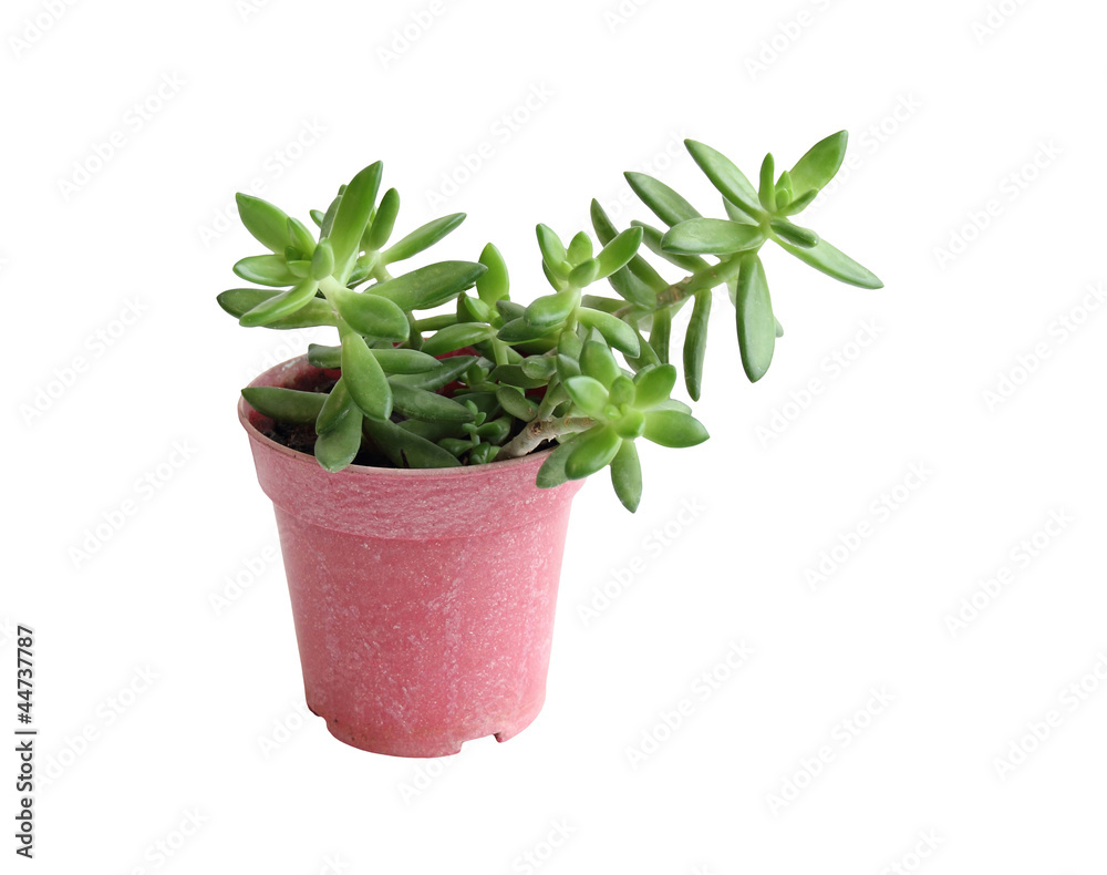 Naklejka premium Small Tree Isolated over White Background