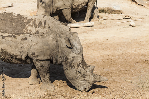 Fotografie rhinoceros
