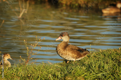 A duck in the nature, spring time on the countryside