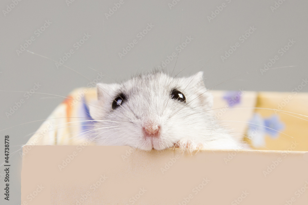 Fototapeta premium hamster sitting in a box.