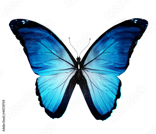 Morpho blue butterfly , isolated on white