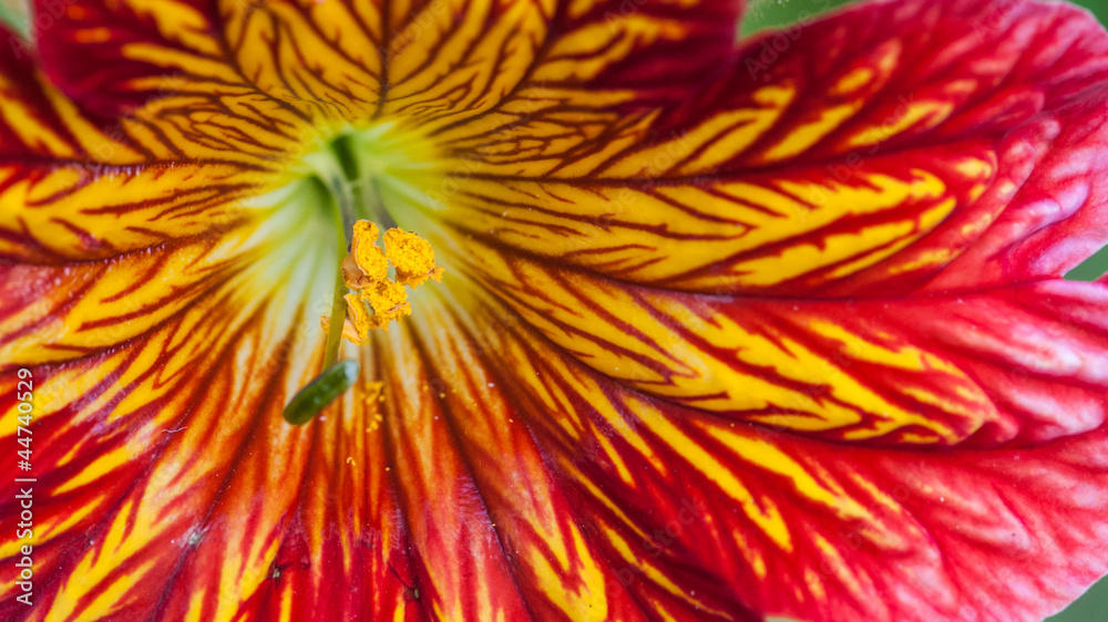 Salpiglossis Pattern Salpiglossis Pattern