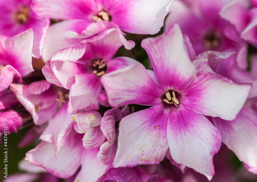 Fototapeta premium Phlox