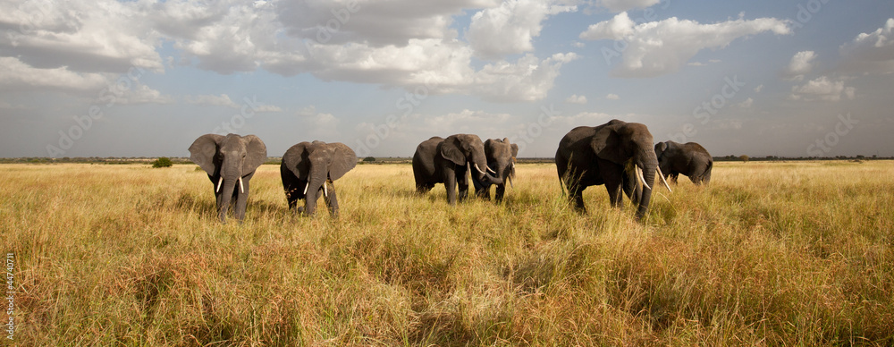 Naklejka premium Elephant Herd on the Move: Walking toward the camera