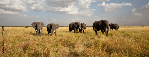 Elephant Herd on the Move: Walking toward the camera #44740711