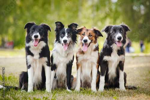 Fényképezés group of happy dogs sittingon the grass