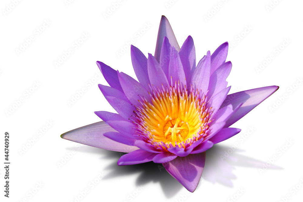 Pink water lily isolated on white background, with clipping path
