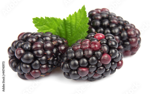 Group ripe blackberry