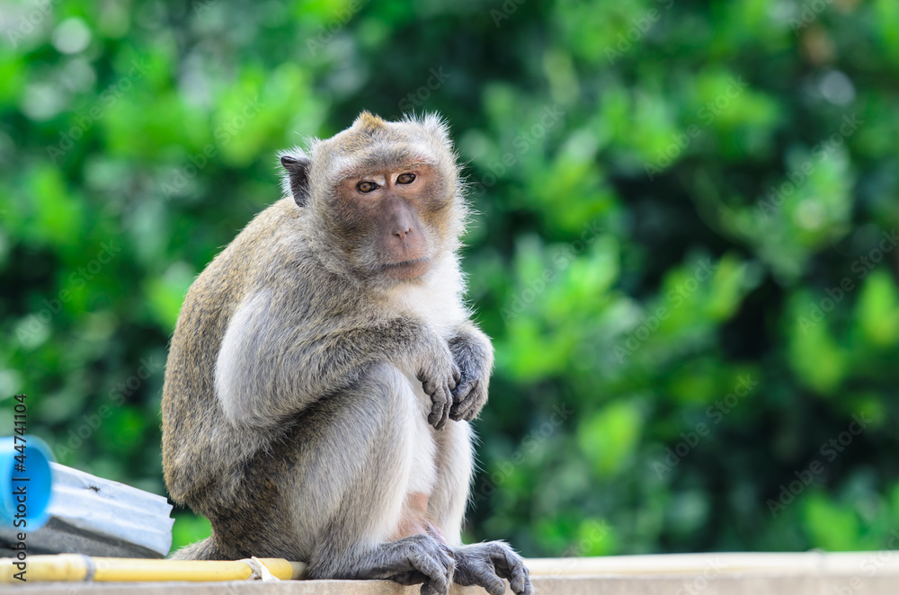 Fototapeta premium Monkey with green background, Hua Hin