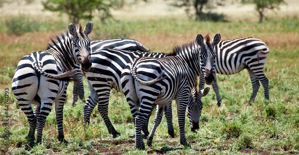 Fototapeta premium Over the Shoulder Stare