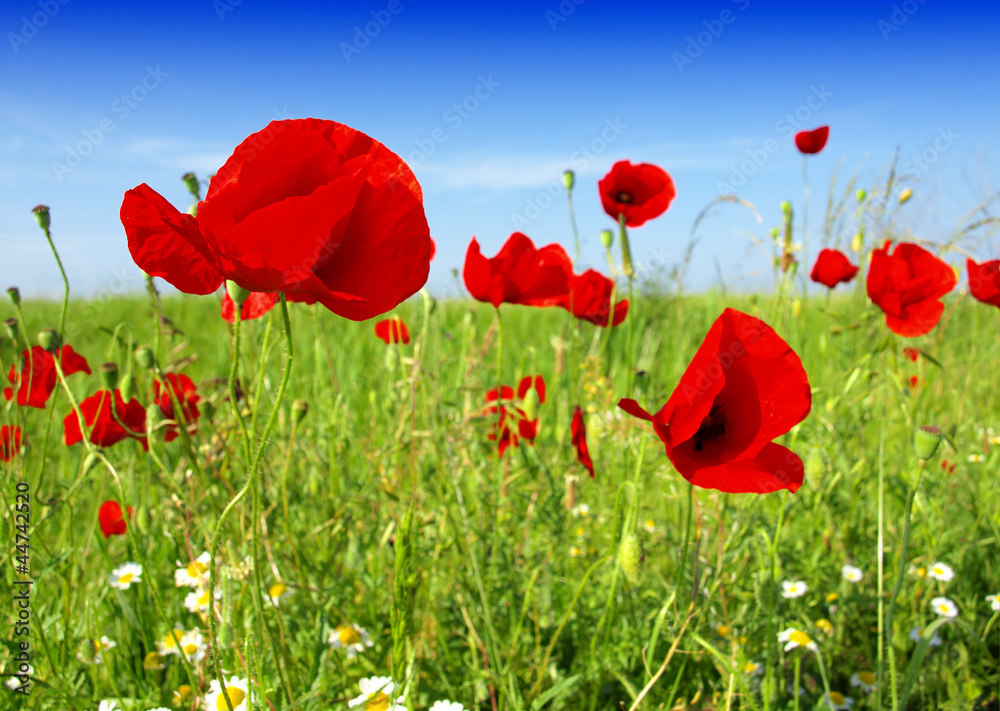 Obraz premium Summer wildflowers