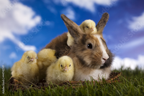 Chick in bunny