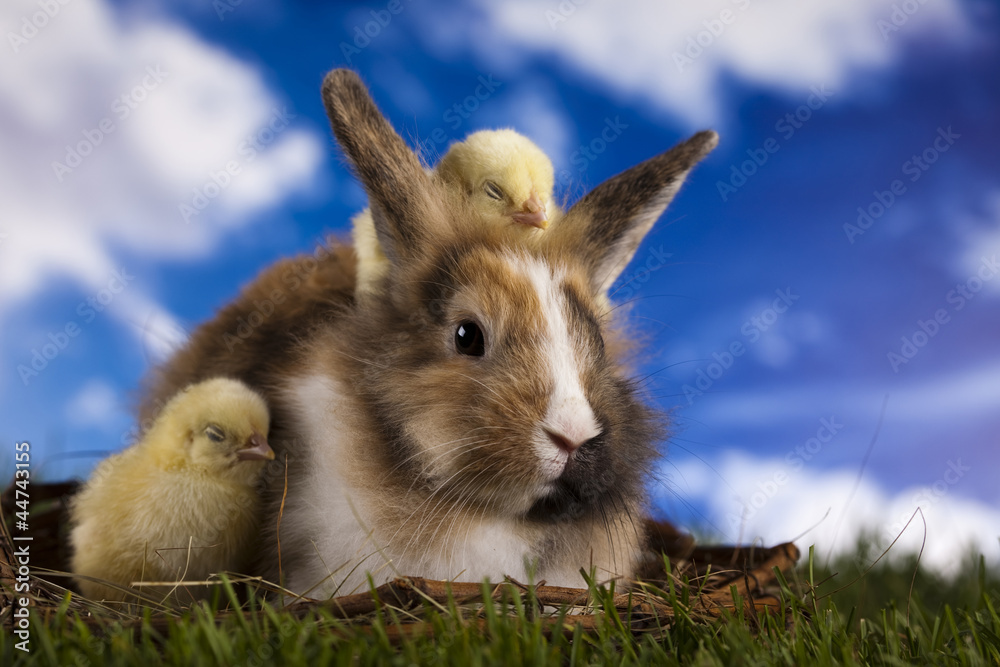 Fototapeta premium Chick in bunny