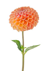 Keuken achterwand Dahlia Oranje dahlia in zomerse bloei  © homydesign