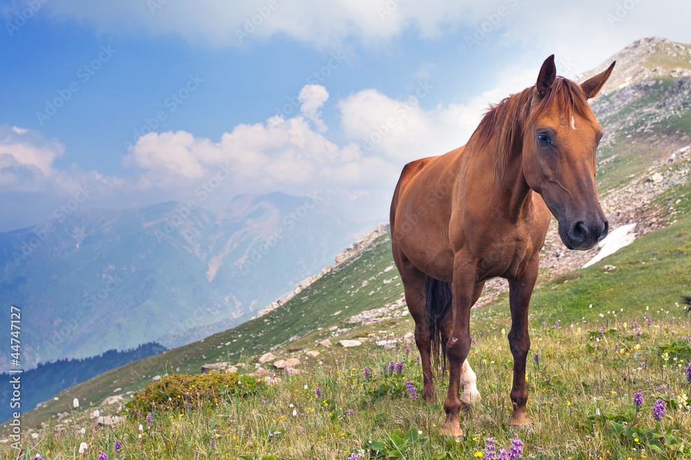 Obraz premium horse in the mountains in Tibet.