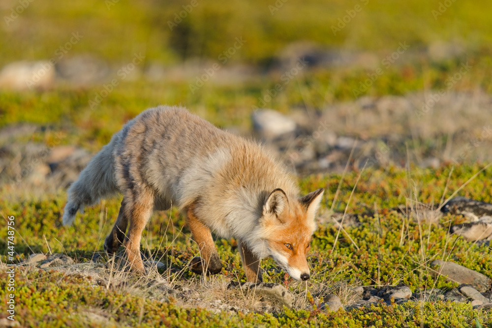 Fototapeta premium Rotfuchs, Red fox, Vulpes vulpes