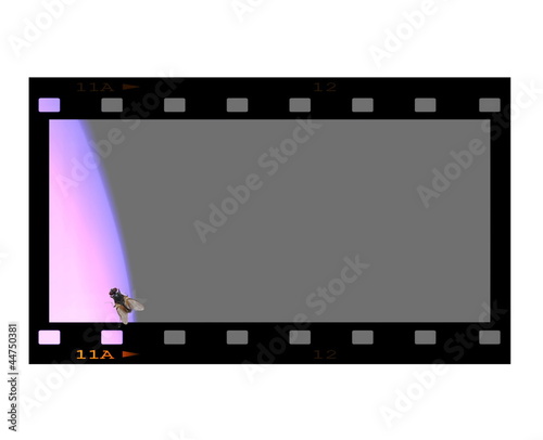 concept blank film strip frame and fly isolated on white