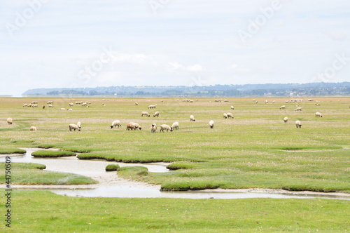 mont st michel et mouton