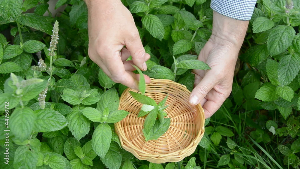 plucking mint fresh medical herbs in summer garden