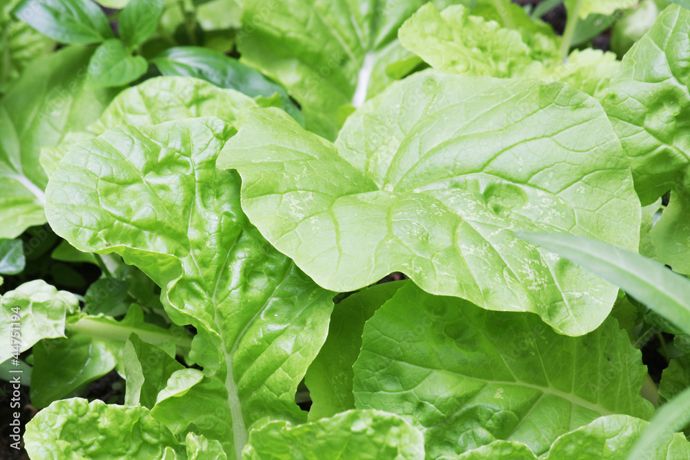 Fototapeta premium Chinese Cabbage, Brassica pekinensis