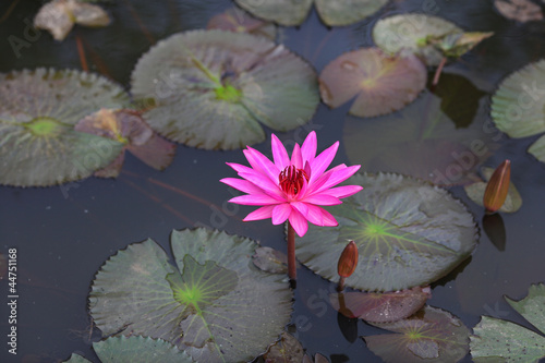 Lotus flower in pink color growing in the pond