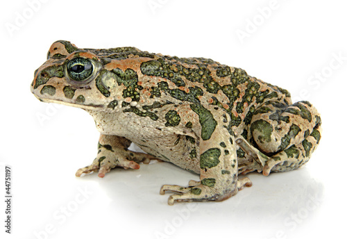 Toad on white background