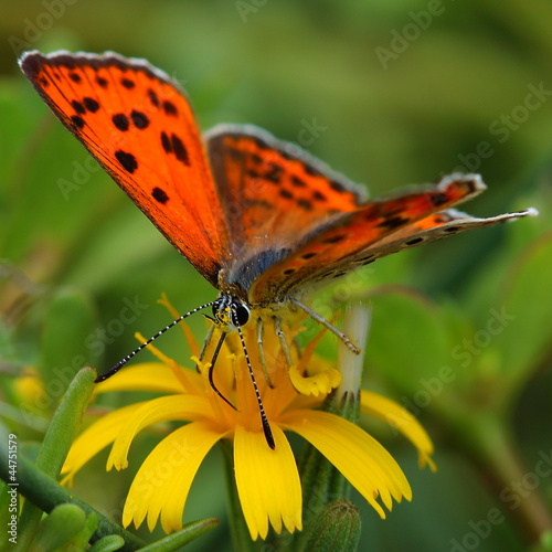 butterfly feeding on yellow flower photo