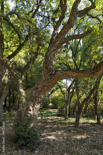 Cork oak, Quercus suber