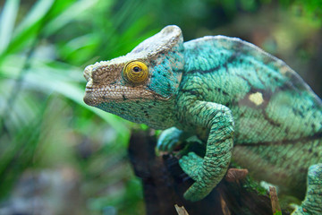 Handdoek met foto Kameleon Levendig groene kameleon in detail  © swisshippo