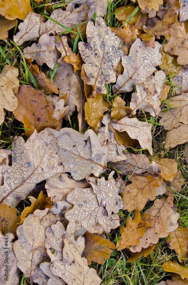Water drops on oak leaves lying on the ground. Water drops on oak leaves lying on the ground.