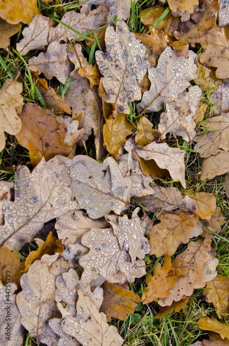 Water drops on oak leaves lying on the ground.
