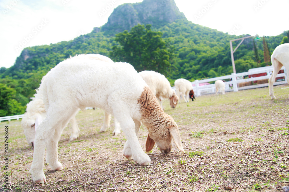 Fototapeta premium Sheep farm