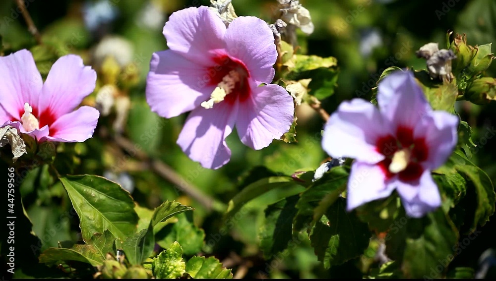 Pink mallow blossoms on green blurred background Pink mallow blossoms on green blurred background