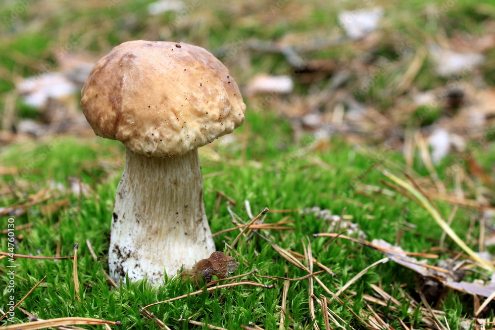 beautiful mushroom in the autumn forest beautiful mushroom in the autumn forest