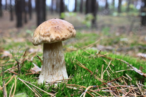 beautiful mushroom in the autumn forest