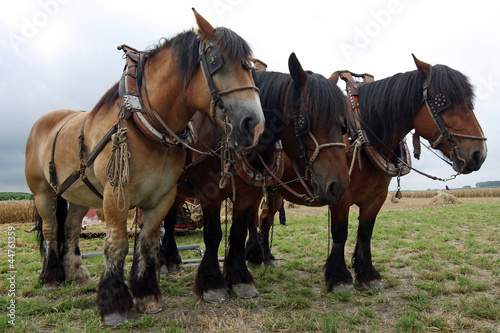 Kaltblüter-Pferde © hespasoft