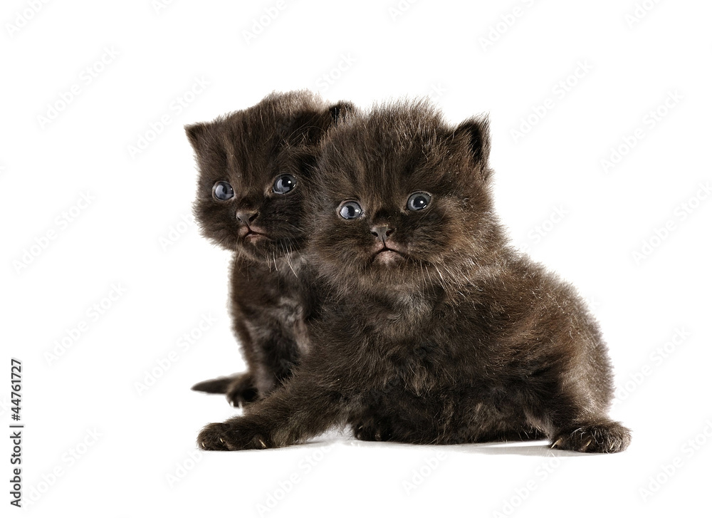 Persian Black Kitten