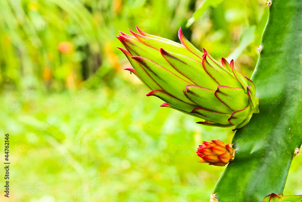dragon fruit bud on a tree dragon fruit bud on a tree