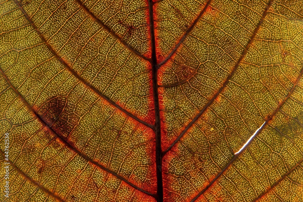 Obraz premium Autumn leaf texture