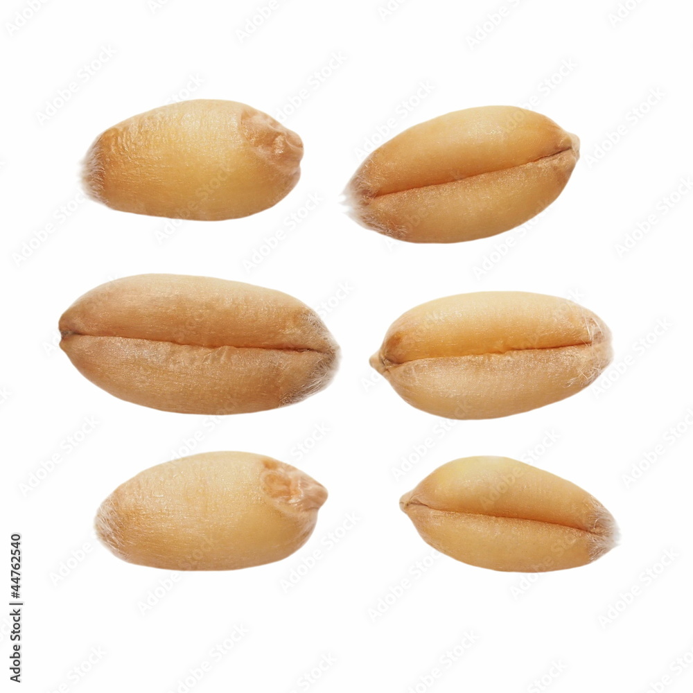 Obraz premium Macro wheat grain isolated on white background