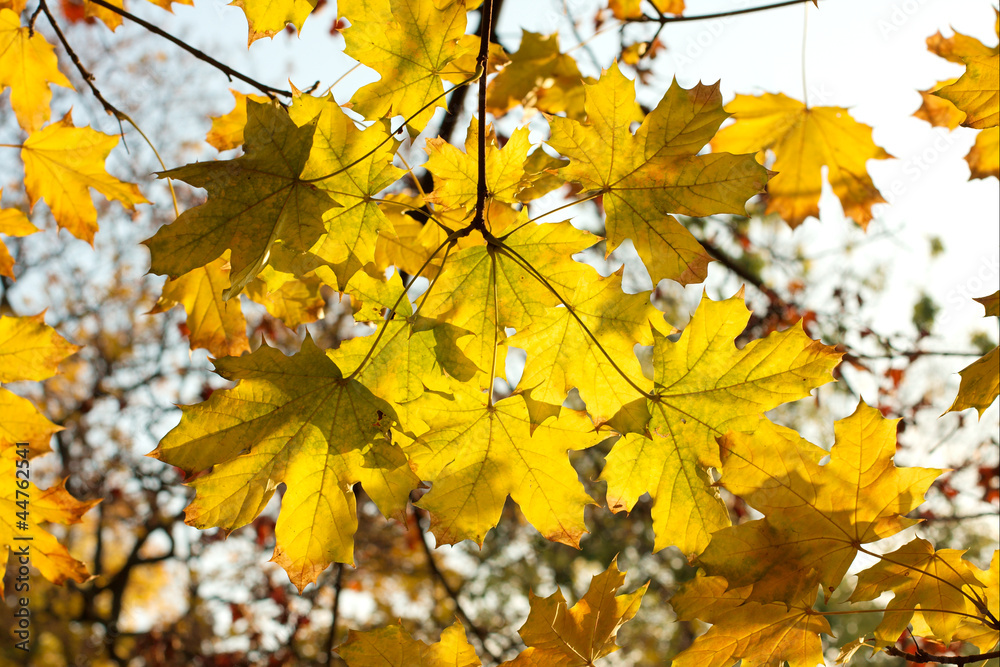 Leaves Leaves