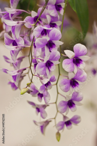 Beautiful orchid