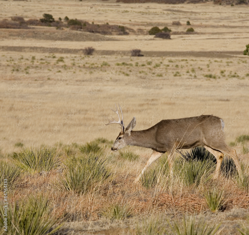 Fototapeta premium Lonely walk