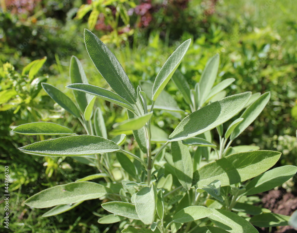 Fototapeta premium Fresh sage in the herb garden