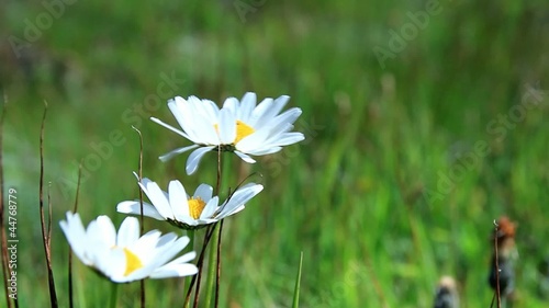 Alpen-Margerite (Leucanthemopsis alpina) photo