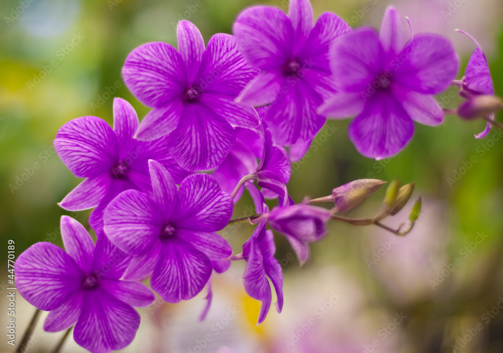 Beautiful orchid Beautiful orchid