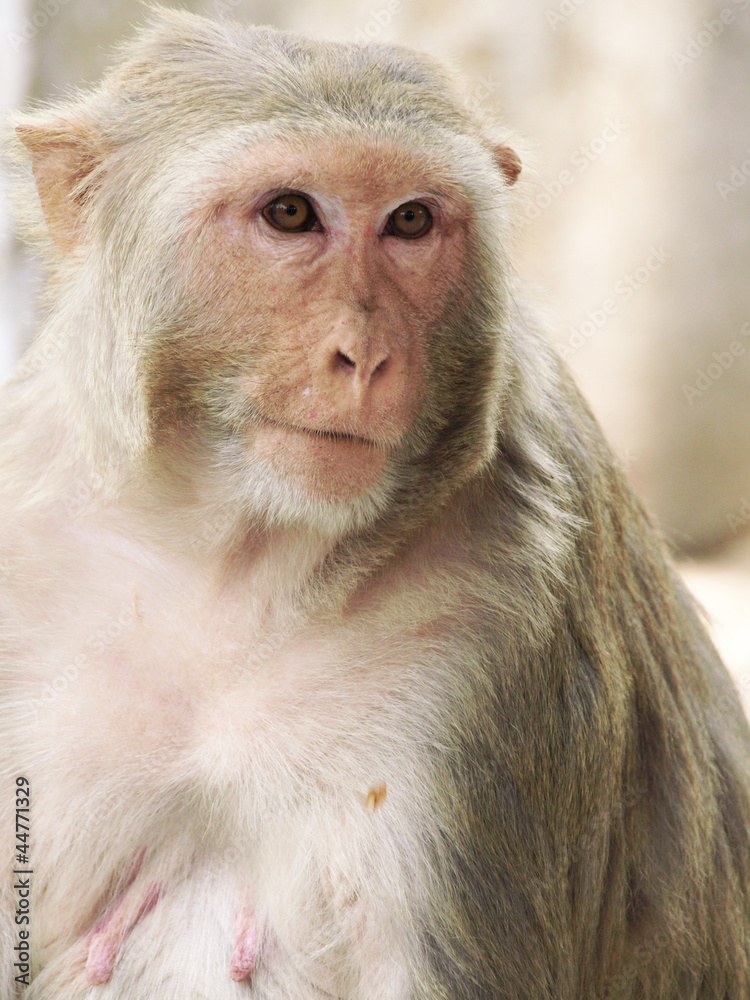 Portrait of monkey from india, summer 2011 Portrait of monkey from india, summer 2011